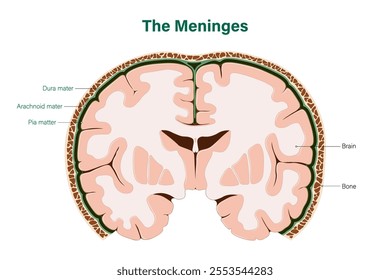 The Meninges vector. Dura mater, Arachnoid mater and Pia matter. Human brain anatomy. Cerebrum and Spinal cord. 