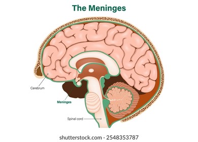 Vetor de meninges. Anatomia do cérebro humano. Cerebrais e medula espinhal.