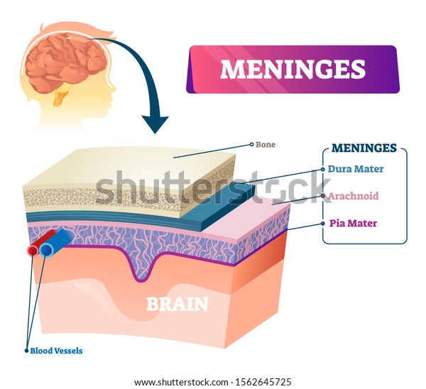 Meninges Vector Illustration Labeled Anatomical Educational Stock ...