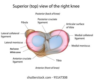 Menisci of human knee