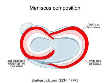 Composición del menisco. Vista superior de una articulación humana de la rodilla. Anatomía del menisco. Tipos de colágeno en zona blanca y zona roja. Afiche de Vector