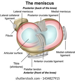 Meniscus knee anatomy medical vector illustration isolated on white background infographic eps 10