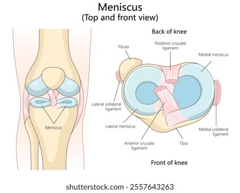 meniscus in top and front views, including ligaments and surrounding knee structures diagram hand drawn schematic vector illustration. Medical science educational illustration