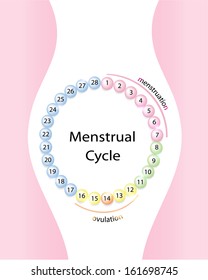 Menstrual Cycle