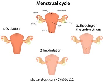 Image result for hysterectomy genetic testing for women