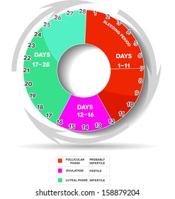 Menstrual cycle calendar. Average menstrual cycle. Follicular phase, Ovulation, luteal phase. Menstruation, fertility and infertility days. 