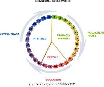 Menstrual cycle calendar. Average menstrual cycle. Follicular phase, Ovulation, luteal phase. Menstruation, fertility and infertility days. 