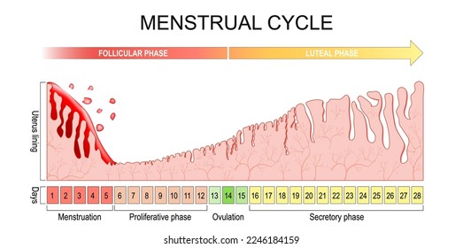 Menstruationszyklus. Veränderungen des Endometriums während des Menstruationszyklus. Uterus-Auskleidung von Menstruation, Proliferative Phase bis Ovulation und Sekretionsphase. Luteal und Follikelphase. Vektorgrafik