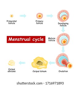 Menstrual cycle. Changes in ovary: from Developing follicle to Ovulation and Corpus luteum. Chart of Biology. vector Diagram. maturation of a follicle. Isolated on a white background.