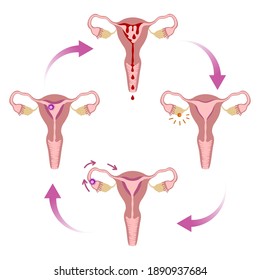 Gráfico del ciclo menstrual, órganos genitales internos femeninos