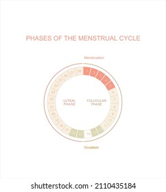 Menstrual Cycle Chart Four Main Phases Stock Vector (Royalty Free ...