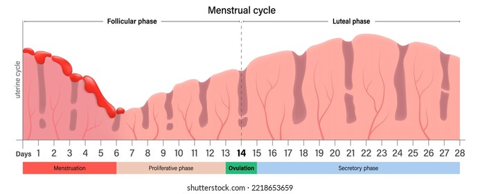 Menstrual cycle chart. Menstruation, proliferative ovulation and secretory phases. Follicular phase, ovulation and luteal phase.