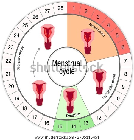Menstrual cycle chart. Menstrual, proliferative ovulation and secretory phases. Follicular phase, ovulation and luteal phase. Ovulation cycle.