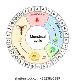 Diagrama del ciclo menstrual. Ventana de fertilidad. Regulación hormonal. Desde la fase folicular hasta la ovulación, la fase lútea y la menstruación. Ilustración vectorial. cartel para la educación 