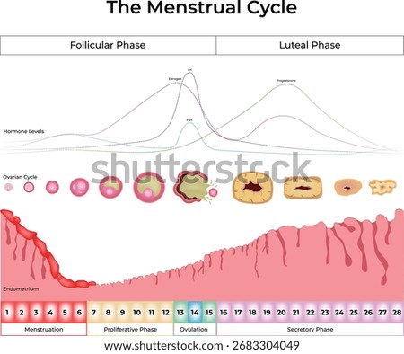 The Menstrual Cycle Diagram Vector