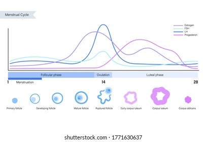 Menstrual cycle diagram. Woman health concept. Menstruation phases. Ovum development. Pergnancy and ovulation medical poster for clinic. Flat vector illustration. Female reproductive system.