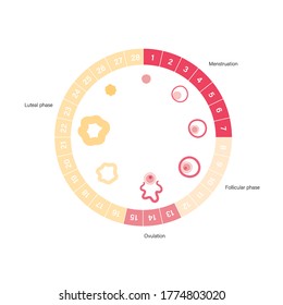 Menstrual cycle diagram. Woman health concept. Menstruation phases. Ovum development. Pergnancy and ovulation medical poster for clinic. Flat vector illustration. Female reproductive system.