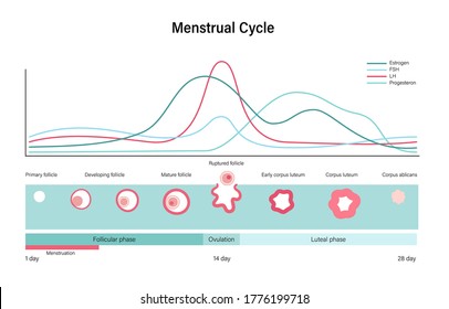 Menstrual cycle diagram. Woman health concept. Menstruation phases. Ovum development. Pergnancy and ovulation medical poster for clinic. Flat vector illustration. Female reproductive system.