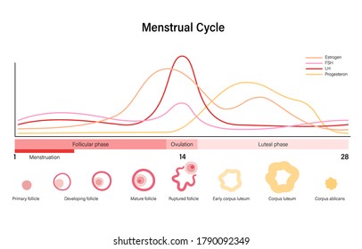 Menstrual cycle diagram. Woman health concept. Menstruation phases. Ovum development. Pergnancy and ovulation medical poster for clinic. Flat vector illustration. Female reproductive system.