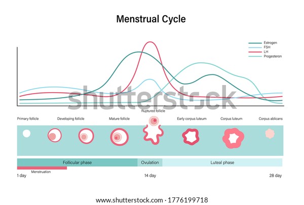 Menstrual Cycle Diagram Woman Health Concept Stock Vector (Royalty Free
