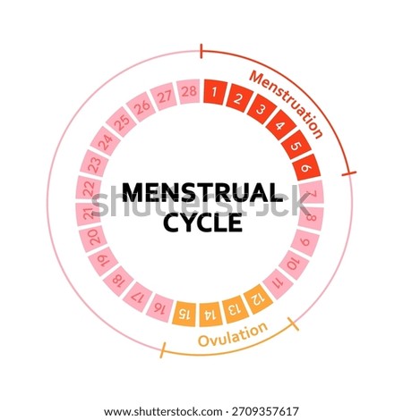 Menstrual cycle educational diagram with phases illustration. Menstruation, follicular phase, ovulation, luteal phase anatomy infographic for womens health, fertility tracking and medical education.