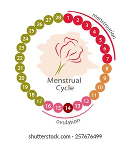 Menstrual cycle. EPS 10 file.