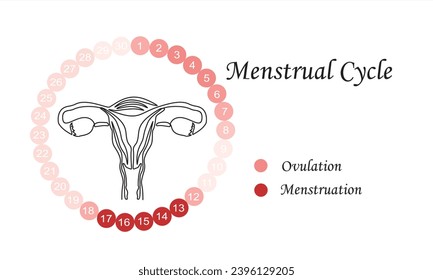 Ciclo menstrual. Diseño de planificador de calendario femenino. Una línea continua de útero. Órgano. silueta de fondo blanco. El concepto de ciclo menstrual, nueva vida.