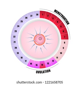 Menstrual Cycle And Fertilization, Ovulation, Vector Illustration Eps10