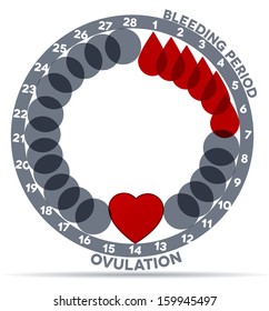 Menstrual Cycle Graphic. Average Menstrual Cycle Days. Bleeding Period (drop Symbols) And Ovulation (heart Shape). Beautiful Medical Concept.