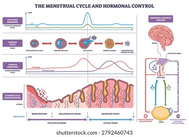 Menstrual cycle hormonal control mapped through phases, linking pituitary hormones, ovarian changes, and uterine lining, key elements, LH-FSH curves, ovary follicles, endometrium. Outline diagram