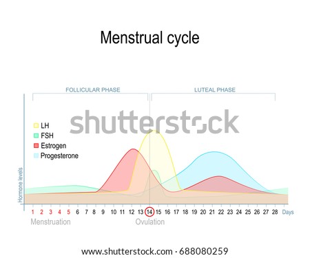 Menstrual cycle and hormone level. Ovarian cycle: follicular and luteal phase [[stock_photo]] © 