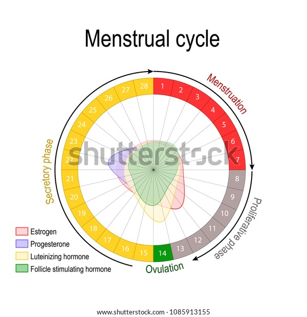 Menstrual Cycle Hormone Level Ovarian Cycle Stock Vector (Royalty Free ...