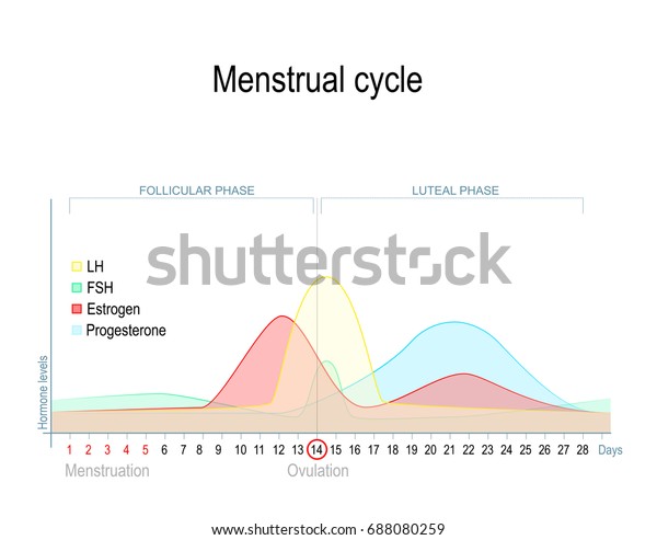 Menstrual cycle and hormone level. Ovarian cycle:\
follicular and luteal\
phase