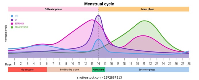 Ciclo menstrual. Niveles de hormona. Fases menstruales, proliferativas de ovulación y secretoras. Fase folicular, ovulación y fase luteal.