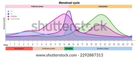 Menstrual cycle. Hormone levels. Menstrual, proliferative ovulation and secretory phases. Follicular phase, ovulation and luteal phase. ストックフォト © 