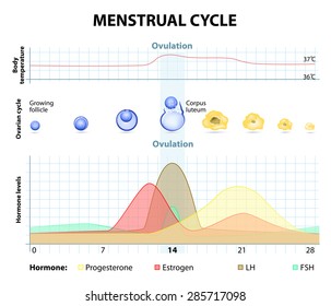 Ovulation Hormone Chart