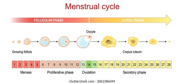 Menstrual cycle. Luteal and Follicular phase. Growing follicle, Oocyte and Corpus luteum. From Menses and Proliferative phase, to Ovulation and Secretory phase. Vector poster for education