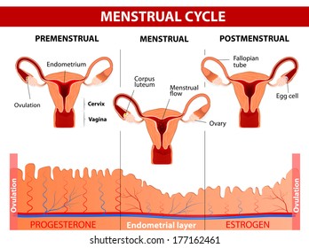 Menstrual Cycle. Menstruation, Follicle Phase, Ovulation And Corpus Luteum Phase. Vector Diagram