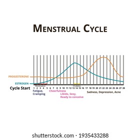 Menstrual Cycle. Menstruation, Ovulation. Hormones Estrogen And Progesterone. Menstrual Cycle Diagram. Vector Illustration On Isolated Background