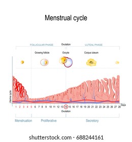 Menstrual cycle. Ovarian cycle: follicular phase and luteal phase. Uterine cycle: Secretory phase, proliferative phase and menstruation. Vector Diagram showing the progression of the menstrual cycle