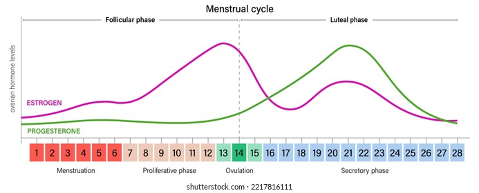 Menstrual cycle. Ovarian hormone levels chart vector. Estrogen and Progesterone. - Shutterstock ID 2217816111