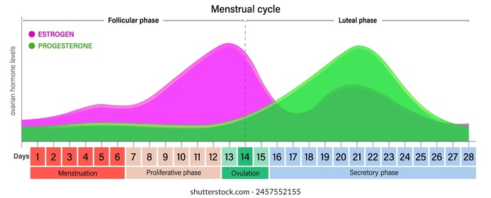 Menstrual cycle. Ovarian hormone levels chart vector. Estrogen and Progesterone. Menstruation, Proliferative phase, Ovulation and Secretory phase.