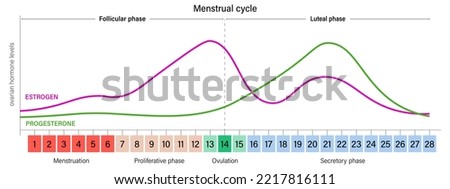 Menstrual cycle. Ovarian hormone levels chart vector. Estrogen and Progesterone. ストックフォト © 