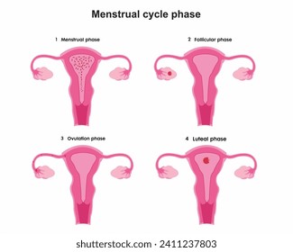 Proceso de fases del ciclo menstrual Menstruación, Fase folicular, Ovulación y Fase de Corpus luteum Sistema reproductivo femenino