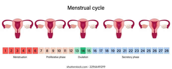 Ciclo menstrual. Fases menstruales, proliferativas de ovulación y secretoras. Sistema reproductivo femenino.