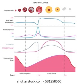 Menstrual Cycle Chart Images, Stock Photos & Vectors ...