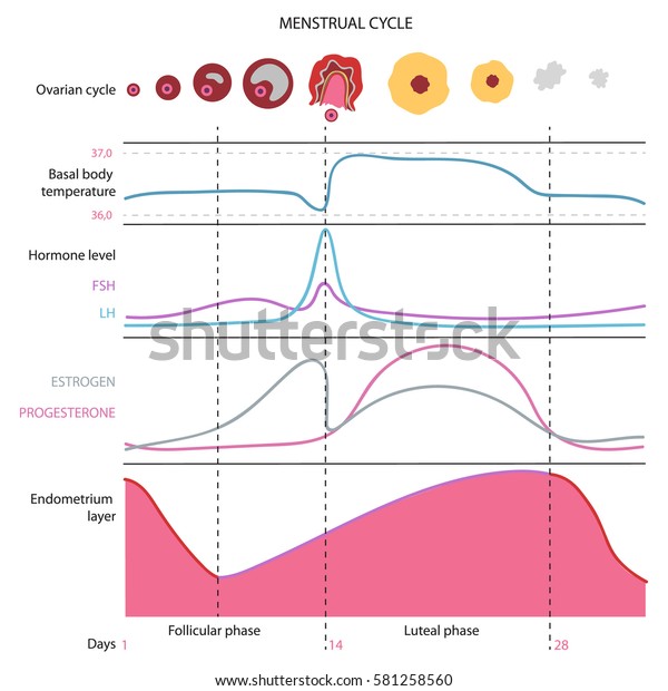 Hormones Of The Body Chart