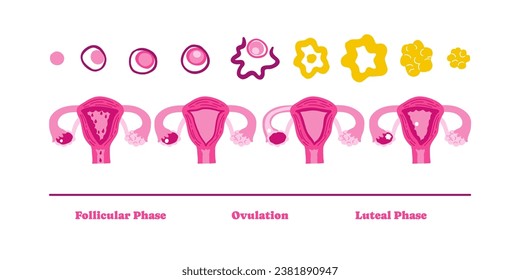 Menstrual cycle stages infographic illustration. Female uterus, woman. Vector illustration in flat style.