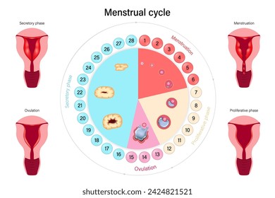 Menstrual cycle vector. Female reproductive system. Menstrual, proliferative ovulation and secretory phases. 