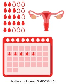 Menstrual Cycle Vector Illustrations – Feminine Health  Wellness. Menstrual period